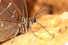 Morpho helenor peleides