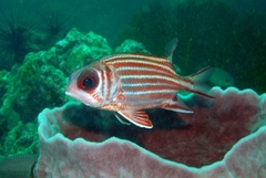 Sargocentron rubrum