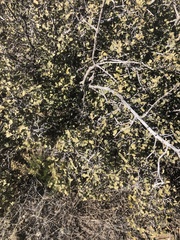 Phoradendron villosum