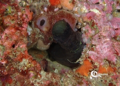 Phallusia fumigata