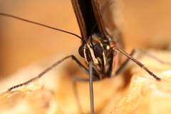Morpho helenor peleides