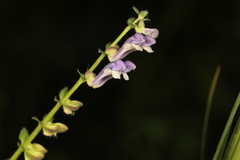 Scutellaria altissima