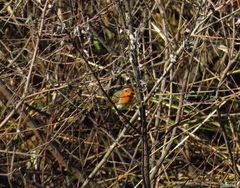 Erithacus rubecula rubecula