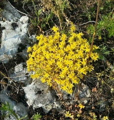 Sedum acre
