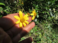 Bidens rubifolia
