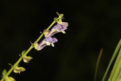 Scutellaria altissima
