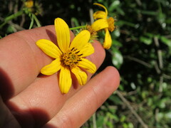 Bidens rubifolia