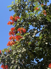 Spathodea campanulata