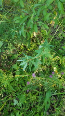 Euphorbia semivillosa