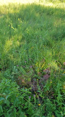 Peucedanum alsaticum