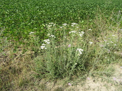 Achillea pannonica