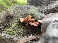 Lactarius rufulus