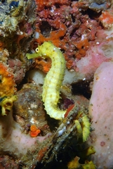 Hippocampus comes