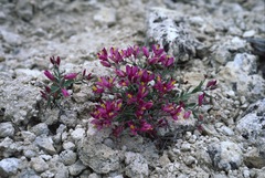 Rhinotropis subspinosa