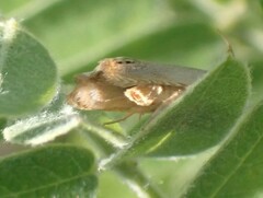 Hystrichophora taleana