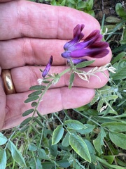 Vicia benghalensis image