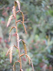 Tillandsia denudata