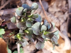 Obolaria virginica