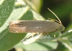 Hystrichophora taleana