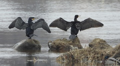 Phalacrocorax carbo