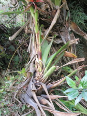 Tillandsia denudata