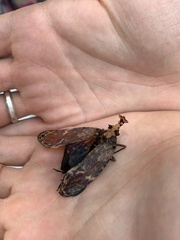 Phrictus diadema