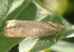 Hystrichophora taleana