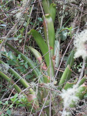 Tillandsia denudata