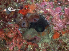 Phallusia fumigata