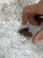 Phrictus diadema