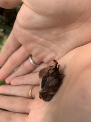 Phrictus diadema