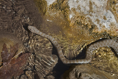 Hemorrhois ravergieri