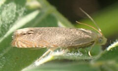 Hystrichophora taleana