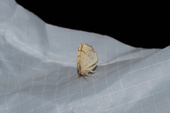 Nematocampa resistaria