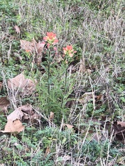 Castilleja indivisa