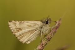 Pyrgus melotis