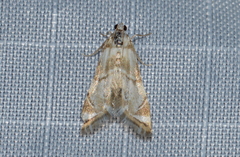 Eoparargyractis plevie