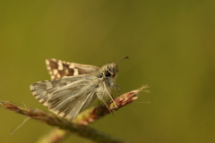 Pyrgus melotis