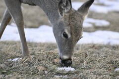 Odocoileus virginianus