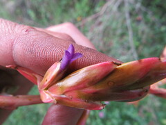 Tillandsia denudata