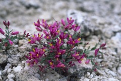 Rhinotropis subspinosa