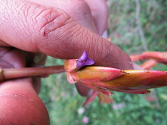Tillandsia denudata