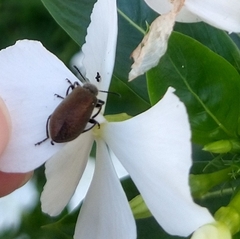 Lagria villosa