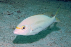 Scolopsis monogramma