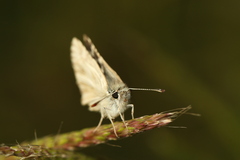 Pyrgus melotis