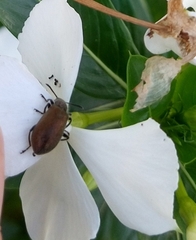 Lagria villosa