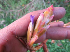 Tillandsia denudata