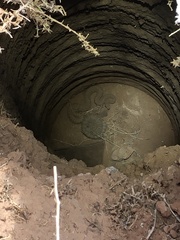 Crotalus oreganus concolor