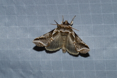 Habrosyne scripta