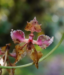 Cyrtochilum